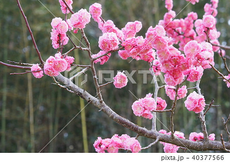 八重寒紅梅 八重寒紅梅 40377566