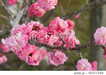 八重寒紅梅 40377589