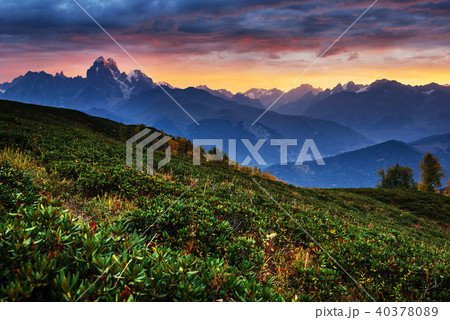 Blooming rhododendron flowers in Caucasus mountains. Upper Svane 40378089