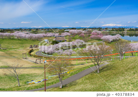 長沼フートピア公園の桜 Naganuma park&cherry blossoms 長沼フートピア公園の桜 Naganuma park&cherry blossoms 40378834