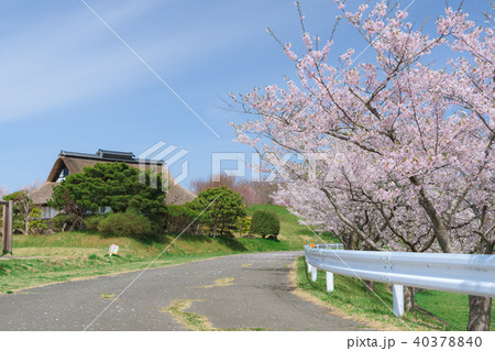 長沼フートピア公園の桜 Naganuma park&cherry blossoms 長沼フートピア公園の桜 Naganuma park&cherry blossoms 40378840