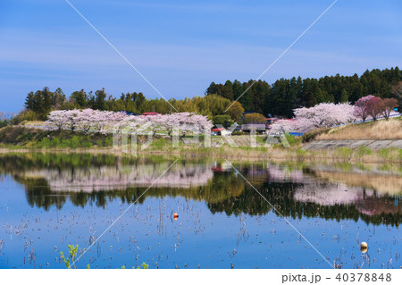 長沼フートピア公園の桜 Naganuma park&cherry blossoms 長沼フートピア公園の桜 Naganuma park&cherry blossoms 40378848