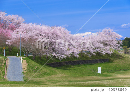 長沼フートピア公園の桜 Naganuma park&cherry blossoms 長沼フートピア公園の桜 Naganuma park&cherry blossoms 40378849