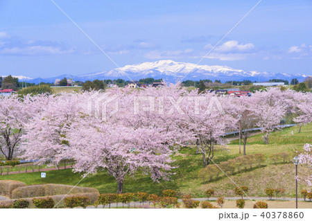 長沼フートピア公園の桜 Naganuma park&cherry blossoms 40378860