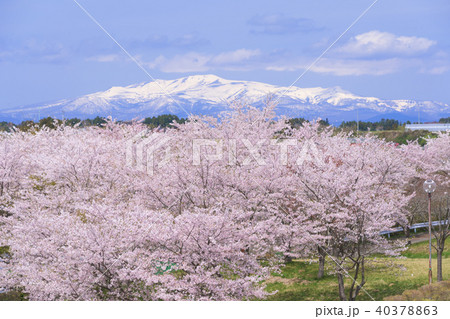 長沼フートピア公園の桜 Naganuma park&cherry blossoms 40378863