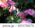 蜘蛛の巣 40378876