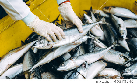 fish seafood factory 40378940