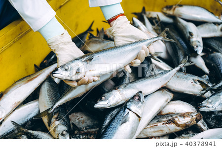 fish seafood factory 40378941