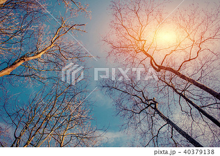 Tree top view. Abstract and nature background Tree top view. Abstract and nature background 40379138