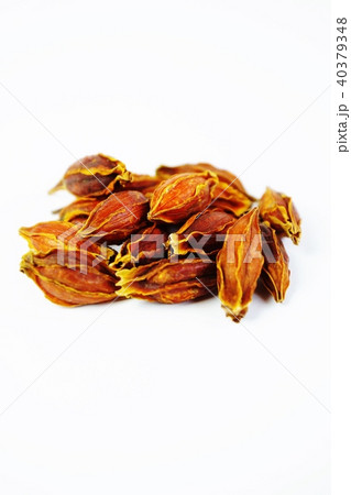 漢方処方用薬・クチナシの乾燥果実山梔子（サンシシ）・白バック縦位置 40379348