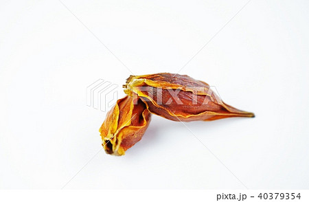 漢方処方用薬・クチナシの乾燥果実山梔子（サンシシ）2個・白バック横位置 40379354