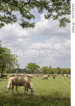 Herd of cows in the meadow 40379989