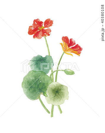 ナスタチウムのイラスト素材