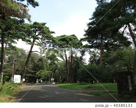 大宮公園のアカマツ林 大宮公園のアカマツ林 40380133