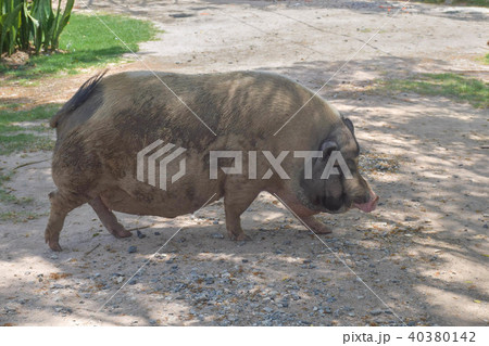 Muddy pig walking on the way Muddy pig walking on the way 40380142