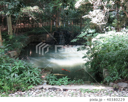 武蔵一宮氷川神社の蛇の池 40380229