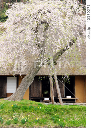 達谷窟毘沙門堂の桜 岩手県 達谷窟毘沙門堂の桜 岩手県 40380271