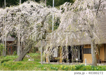 達谷窟毘沙門堂の桜 岩手県 達谷窟毘沙門堂の桜 岩手県 40380272