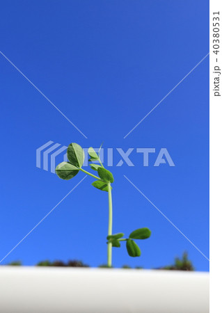 豆苗 発芽 栽培 スプラウト 豆苗 発芽 栽培 スプラウト 40380531