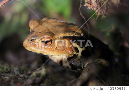 ヒキガエル ヒキガエル 40380951