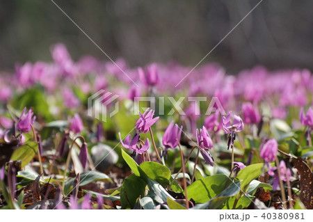 カタクリの花　群生地 40380981