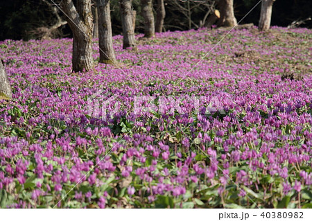 カタクリの花 群生地の写真素材