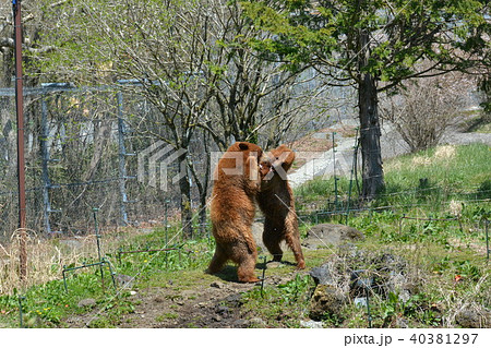 アメリカヒグマ 40381297