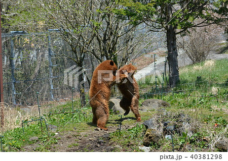 アメリカヒグマ 40381298