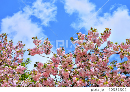 桜の開花イメージ 40381302