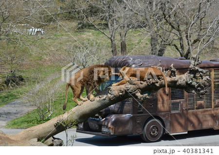 ライオン ライオン 40381341