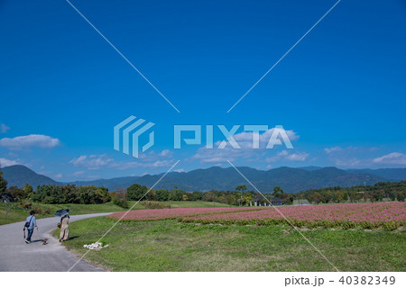 吉野ヶ里遺跡 吉野ヶ里歴史公園 赤ソバの畑の横を散歩するご夫婦 吉野ヶ里遺跡 吉野ヶ里歴史公園 赤ソバの畑の横を散歩するご夫婦 40382349