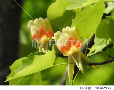 ユリノキの花 40382955