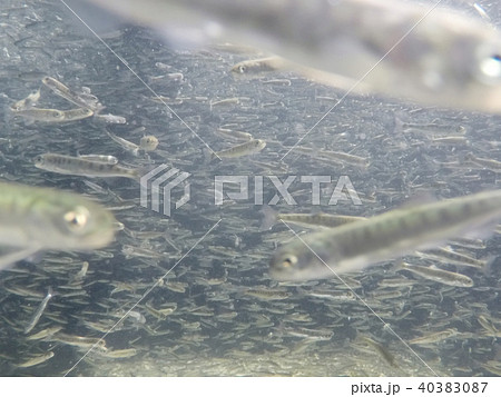 さけの稚魚(群泳) さけの稚魚(群泳) 40383087