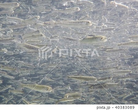 さけの稚魚(群泳) さけの稚魚(群泳) 40383089