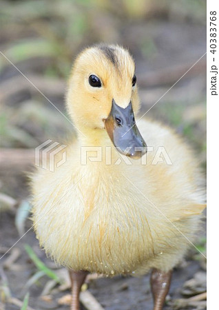 カルガモの黄色い産毛のヒナ 40383768