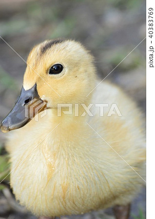 カルガモの黄色い産毛のヒナ カルガモの黄色い産毛のヒナ 40383769