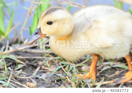 カルガモの黄色い産毛のヒナ カルガモの黄色い産毛のヒナ 40383772