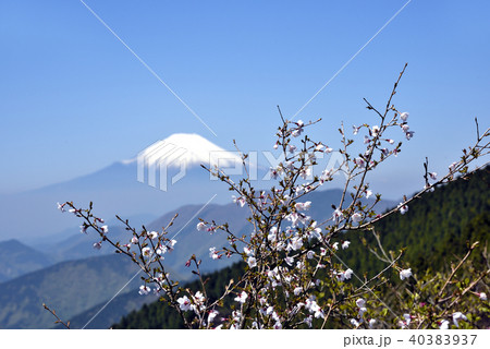 丹沢の山桜 40383937