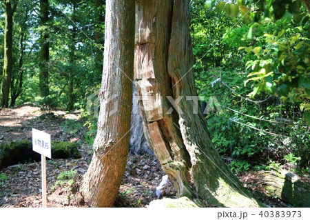 妻木城の天守の伝物見杉 妻木城の天守の伝物見杉 40383973