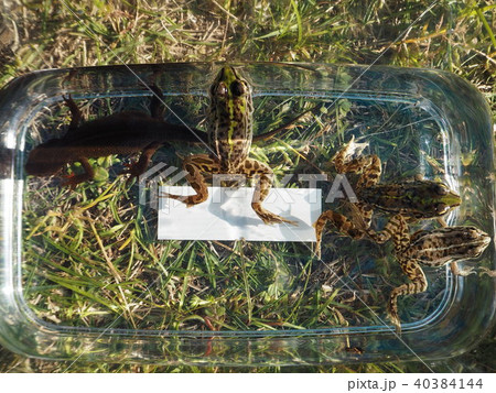 捕まえたカエルとアカハライモリ 40384144