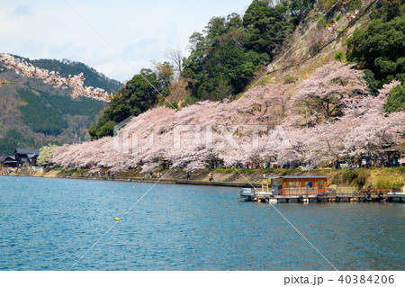 海津大崎の桜 海津大崎の桜 40384206