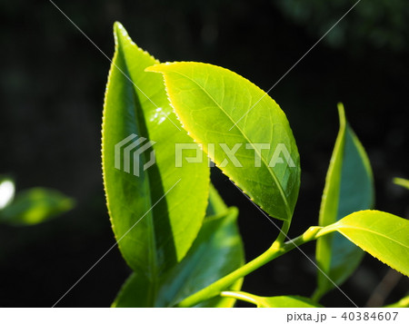 新緑イメージ 40384607