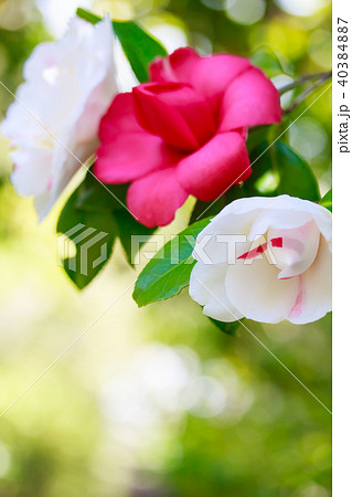 ツバキ・八尾錦 40384887