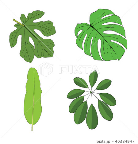Hand drawn tropical leaves set. Hand drawn tropical leaves set. 40384947