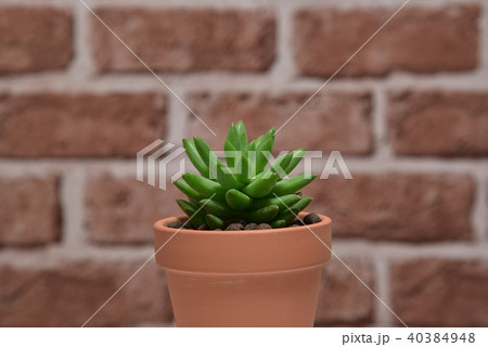 多肉植物　タマツヅリ 40384948