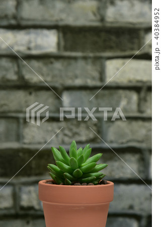 多肉植物　タマツヅリ 40384952