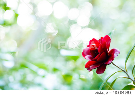 ツバキ・黒椿 40384993