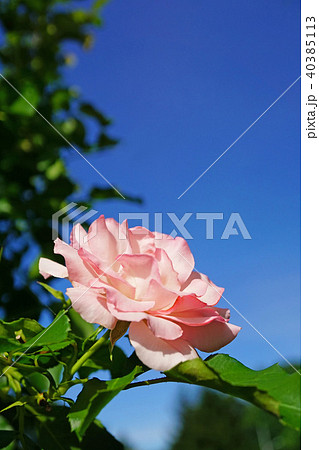 紺碧の空に映える淡いピンクの優雅なバラ 40385113