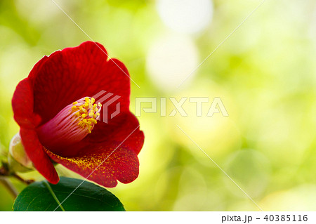 ツバキ・紺侘助 ツバキ・紺侘助 40385116