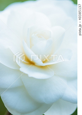 ツバキ・白澄(白角倉) ツバキ・白澄(白角倉) 40385137